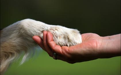 La Secció de Dret Animal de l’ICAT valora positivament l’ordenança de Protecció Animal