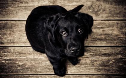 La Secció de Dret Animal adverteix sobre el desconeixement de la normativa en relació a la tinença dels gossos potencialment perillosos