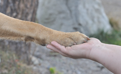 L’ICAT demana l’Ajuntament que tingui en compte els seus punts de vista a la nova Ordenança de Protecció Animal